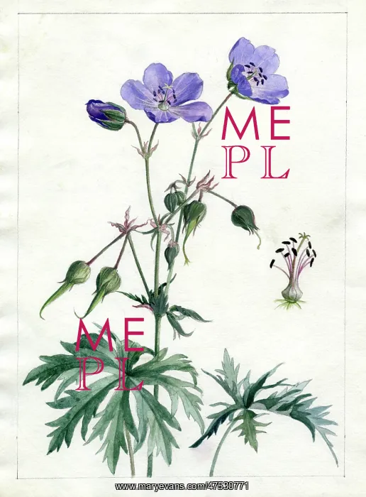 : Geranium pratense - meadow cranesbill : Geranium pratense - meadow cranesbill