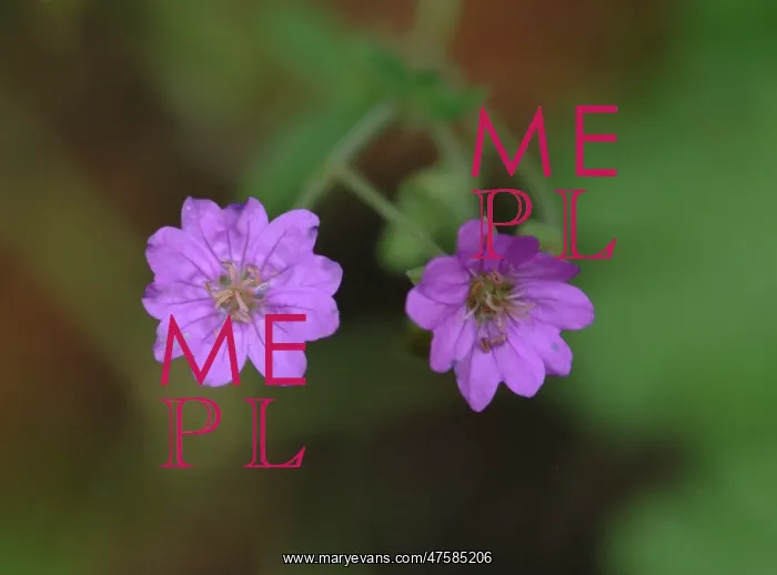 : Geranium pratense, meadow cranesbill : Geranium pratense, meadow cranesbill