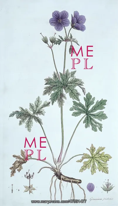 : Geranium pratense, meadow cranesbill : Geranium pratense, meadow cranesbill