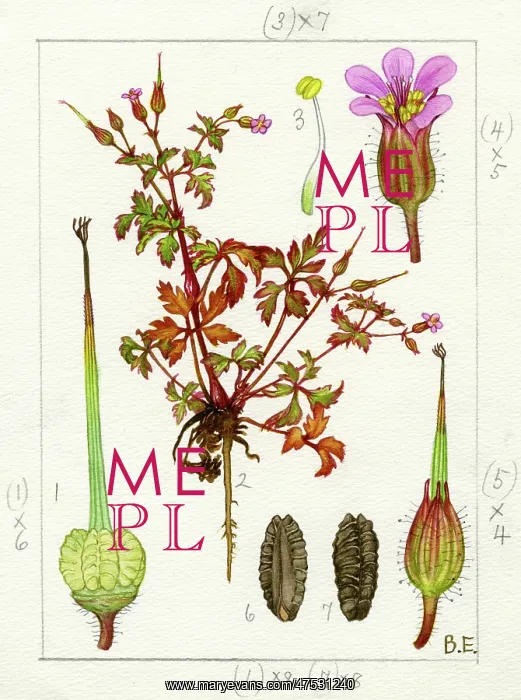 : Geranium purpureum - little robin : Geranium purpureum - little robin