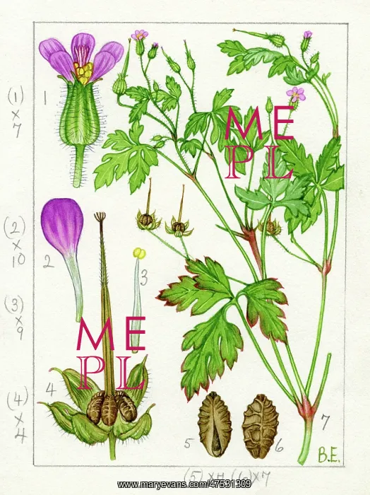 : Geranium purpureum - little robin : Geranium purpureum - little robin