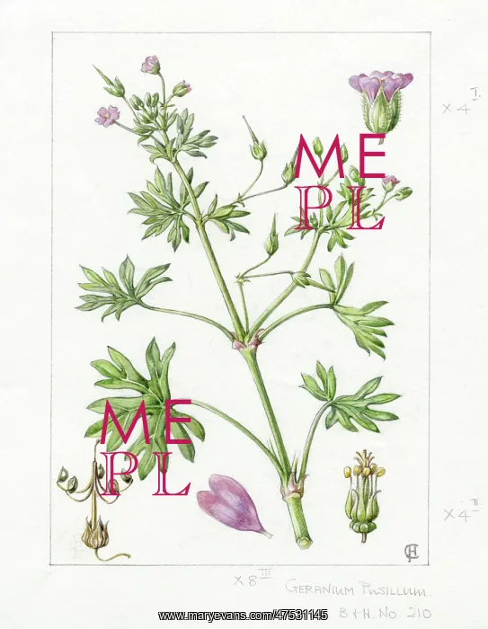 : Geranium pusillum - small-flowered cranesbill : Geranium pusillum - small-flowered cranesbill