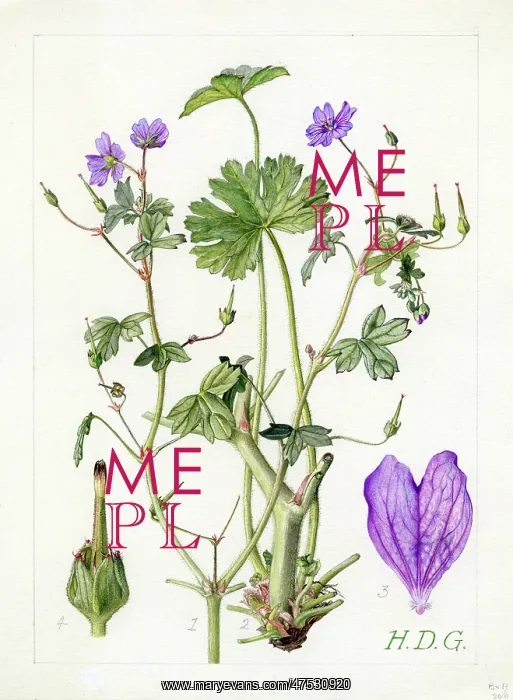 : Geranium pyrenacium - mountain cranesbill : Geranium pyrenacium - mountain cranesbill