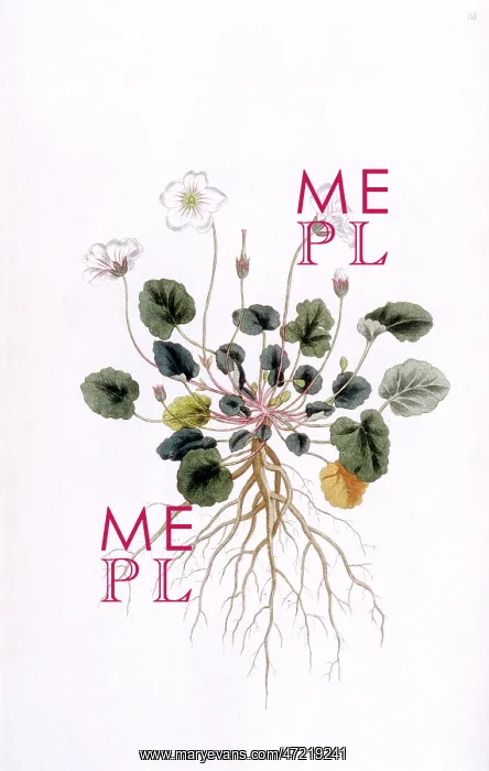  : Geranium Reichardi