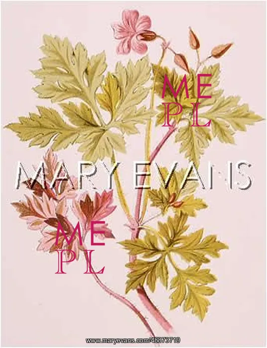  : GERANIUM ROBERTIANUM