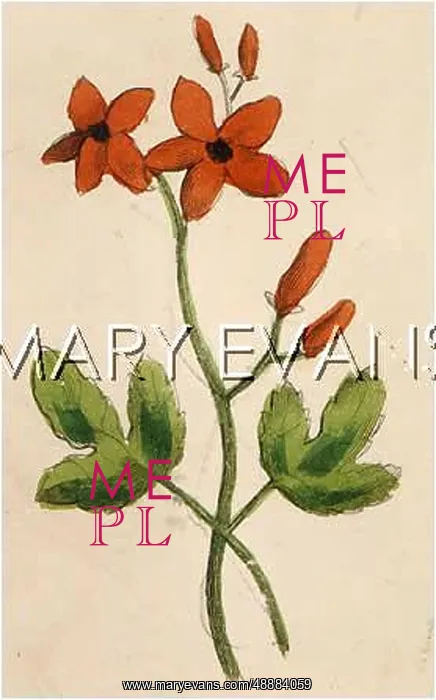  : GERANIUM ROBERTIANUM