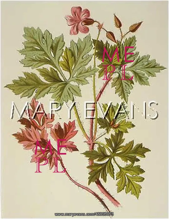  : GERANIUM ROBERTIANUM