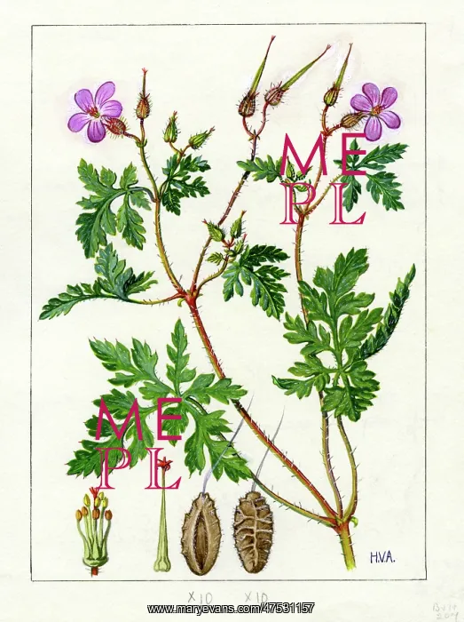 : Geranium robertianum - herb robert : Geranium robertianum - herb robert