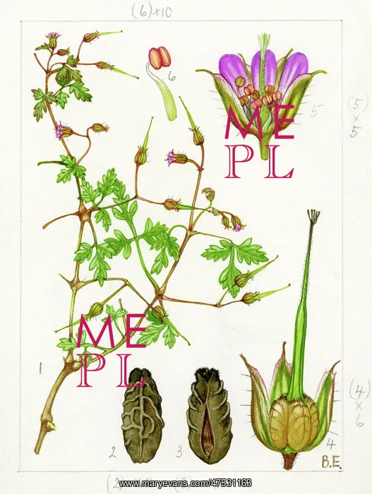 : Geranium robertianum maritimum : Geranium robertianum maritimum