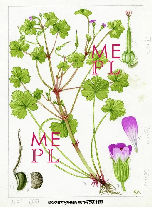 : Geranium rotundifolium - crane's-bill : Geranium rotundifolium - crane's-bill