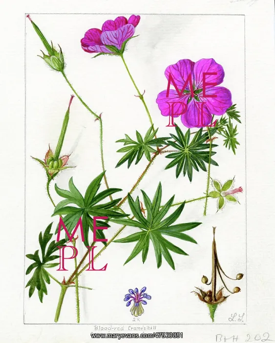 : Geranium sanguineum - bloody cranesbill : Geranium sanguineum - bloody cranesbill