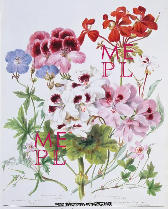 : Geranium sp. geranium : Geranium sp. geranium