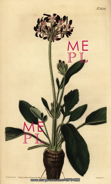 : Geranium species, Pelargonium dioicum : Geranium species, Pelargonium dioicum
