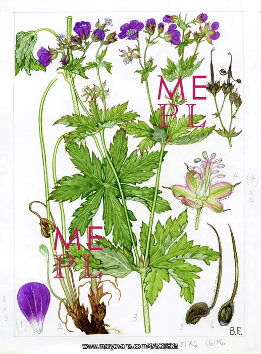 : Geranium sylvaticum - wood cranesbill : Geranium sylvaticum - wood cranesbill