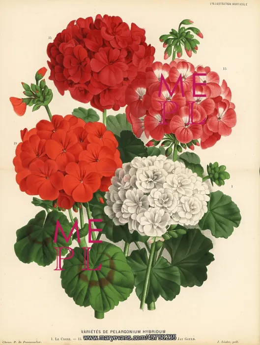 : Geranium varieties, Pelargonium hybridum : Geranium varieties, Pelargonium hybridum