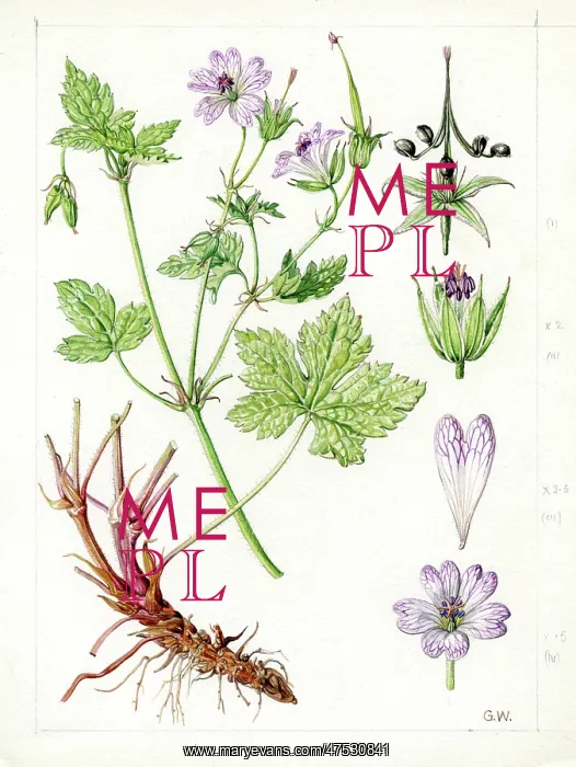 : Geranium versicolour - cranesbill : Geranium versicolour - cranesbill