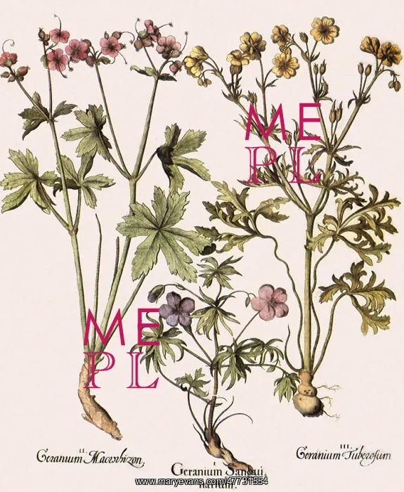 : Geraniums and Assorted Flowers : Geraniums and Assorted Flowers