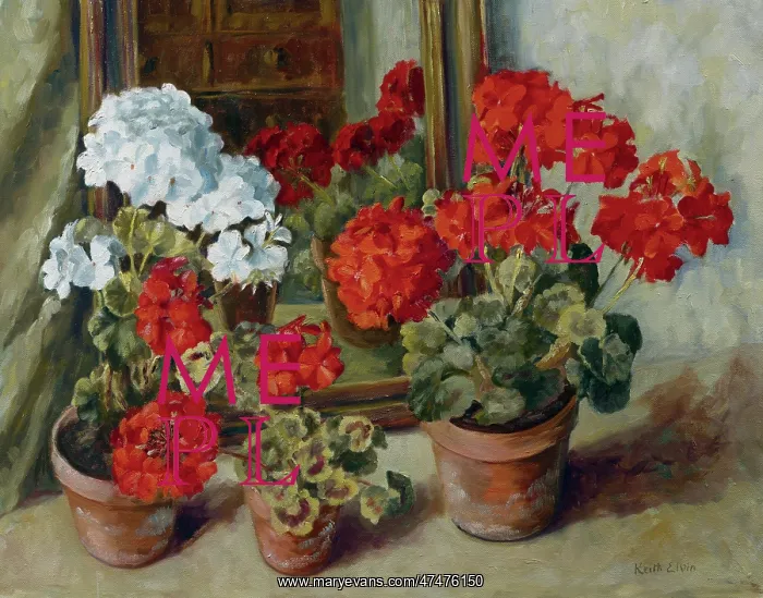 : Geraniums and Mirror ? pots of red and white : Geraniums and Mirror ? pots of red and white