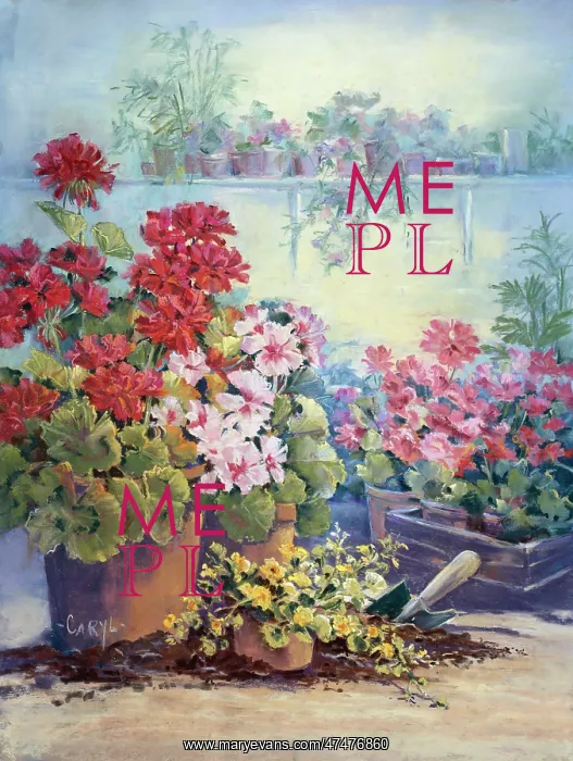 : Geraniums in pots with trowel etc : Geraniums in pots with trowel etc