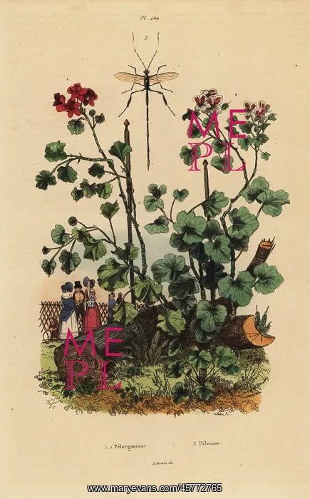 : Geraniums and wasp : Geraniums and wasp