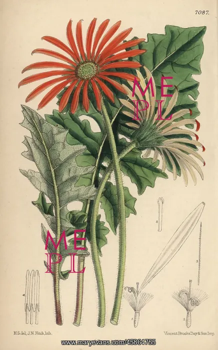 : Gerbera jamesoni, orange flower native to the Transvaal : Gerbera jamesoni, orange flower native to the Transvaal