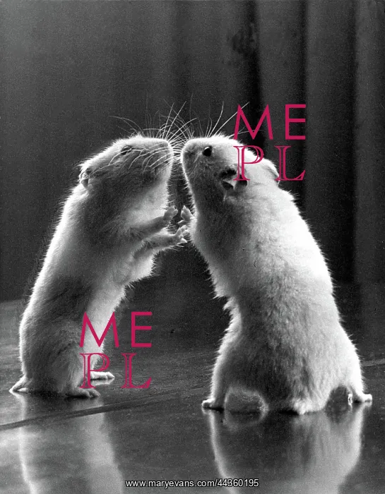  : Gerbil looking at its reflection in a mirror