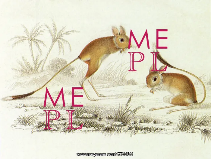  : Gerbua (Dipus gerboa)