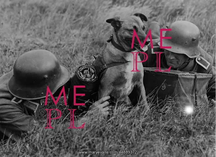 : GERMAN ARMY DOG COURIER : GERMAN ARMY DOG COURIER