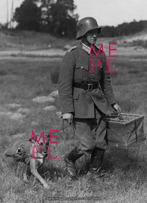 : German army dog courier : German army dog courier