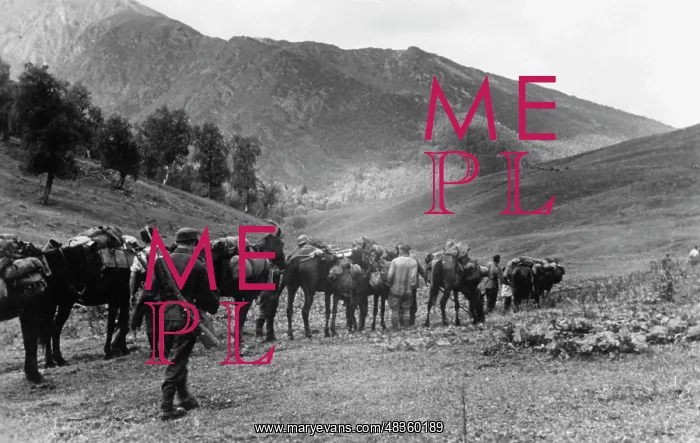 : German caravan of pack animals in the Caucasus, 1942 : German caravan of pack animals in the Caucasus, 1942
