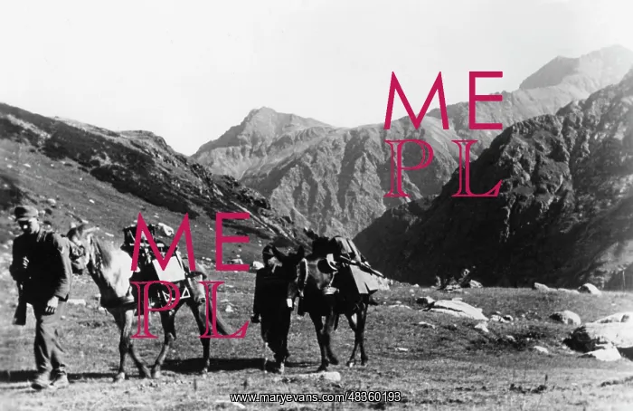 : German caravan of pack animals in the Caucasus, 1942 : German caravan of pack animals in the Caucasus, 1942