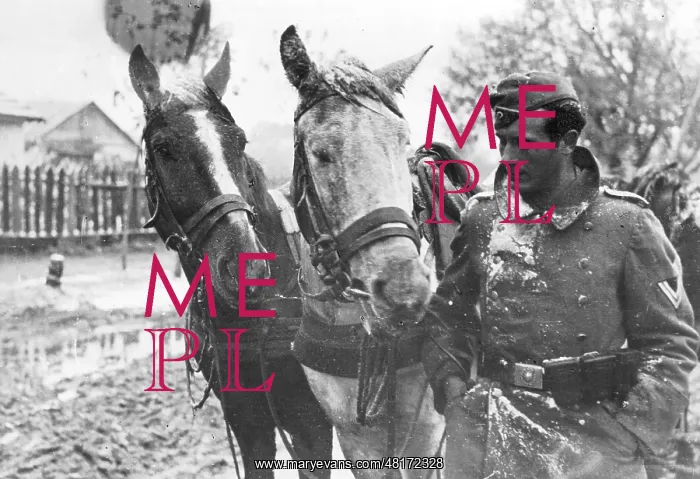 : German Coachman Standing Next to his Horses, 1941 : German Coachman Standing Next to his Horses, 1941