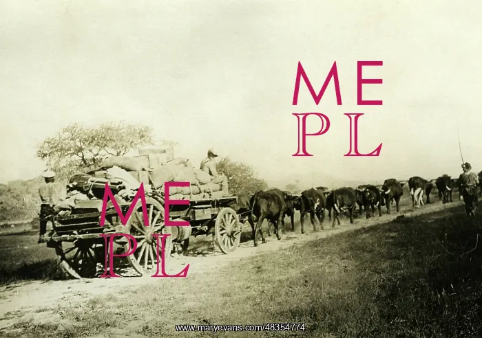 : German colonial troops with ox cart in German : German colonial troops with ox cart in German