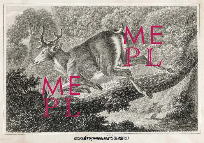  : GERMAN DEER LEAPING