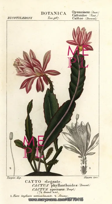 : German empress cactus, Disocactus phyllanthoides : German empress cactus, Disocactus phyllanthoides