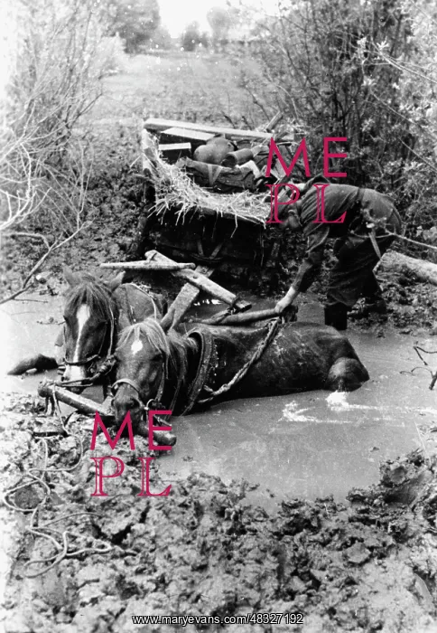 : German horse-drawn carriage on the Eastern Front, 1942 : German horse-drawn carriage on the Eastern Front, 1942