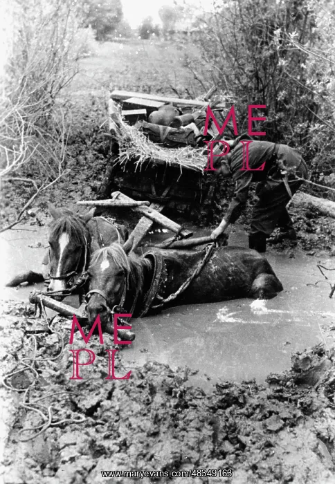 : German horse-drawn carriage on the Eastern Front, 1942 : German horse-drawn carriage on the Eastern Front, 1942
