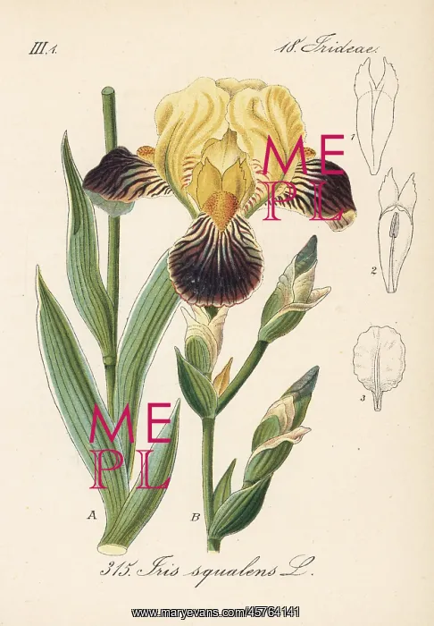 : German iris, Iris germanica : German iris, Iris germanica