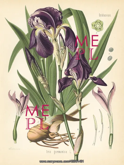 : German iris, Iris germanica : German iris, Iris germanica