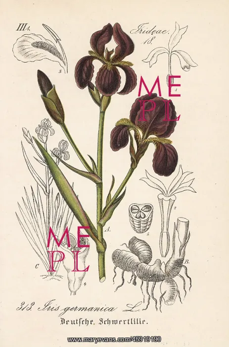 : German iris, Iris germanica : German iris, Iris germanica