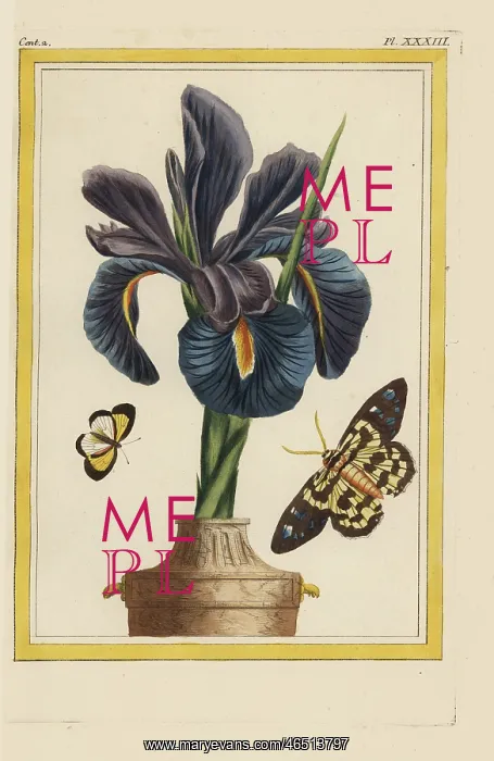 : German iris, Iris x germanica : German iris, Iris x germanica