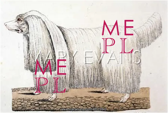 : GERMAN POODLE CORDED : GERMAN POODLE CORDED