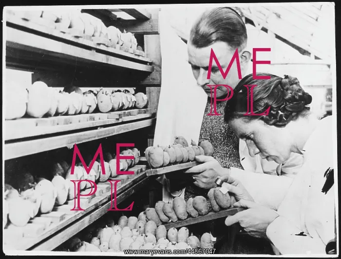 : GERMAN POTATO DOCTORS : GERMAN POTATO DOCTORS