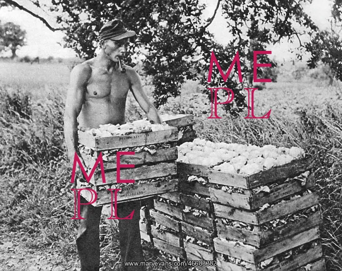 : German prisoner in Britain, 1946 : German prisoner in Britain, 1946