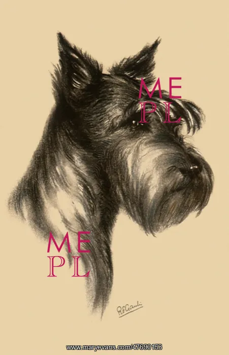  : German Schnauzer