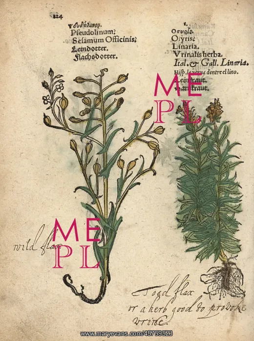 : German sesame, Myagrum sativum, and toadflax : German sesame, Myagrum sativum, and toadflax