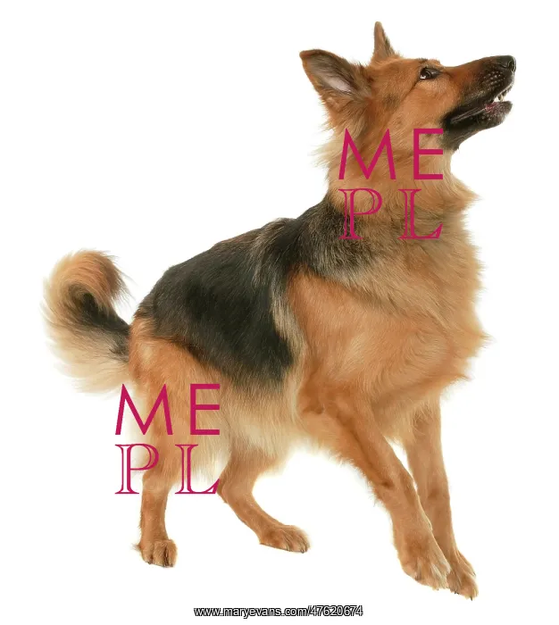  : German shepherd