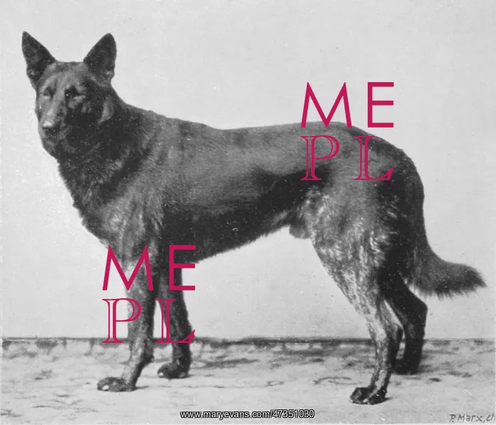 : GERMAN SHEPHERD BEOWULF : GERMAN SHEPHERD BEOWULF