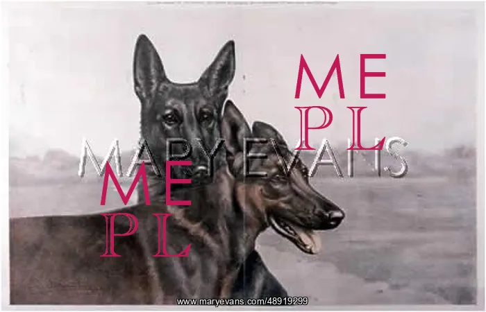 : GERMAN SHEPHERD (DANCHIN : GERMAN SHEPHERD (DANCHIN