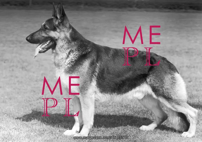 : German Shepherd dog, 1960 : German Shepherd dog, 1960